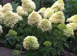 hydrangea-skyfall-41
