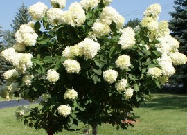 hydrangea-tree-2013-in-western-new-york-courtesy-nancy