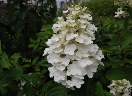 hydrangea_paniculata_kyushu
