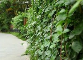 images23