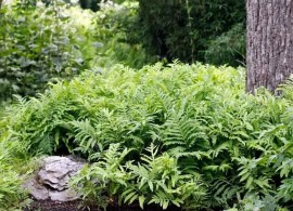 images8
