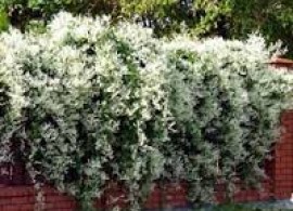 images9
