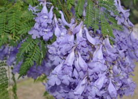 jacaranda-mimosifolia