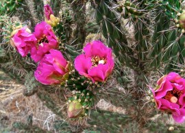 kaktus-mrozoodporny-cylindropuntia-imbricata-49