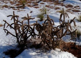 kaktus-mrozoodporny-cylindropuntia-imbricata-52