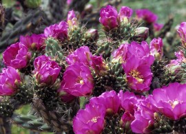 kaktus-mrozoodporny-cylindropuntia-imbricata-61