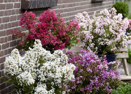 lagerstroemia_indica_with_love_collection_1022457__461184