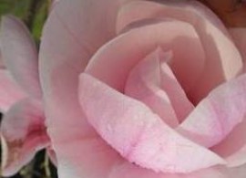 large_perfume0-crop