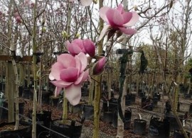 magnolia-atlas-60l-2-416x555