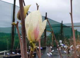 magnolia-billowing-cloud-aug-2021