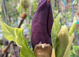 magnolia-brooklynensis-black-beauty-cropped-819x1024