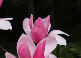 magnolia-david-grant-8-8-2011-021