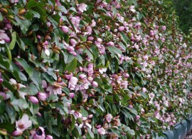 magnolia-fairy-blush
