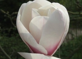 magnolia-milky-way-flower-2-600x600