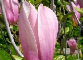 magnolia-ricki