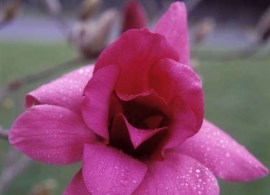 magnolia-vulcan-2