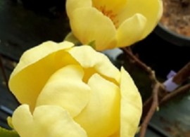 magnolia_honey_tulip1