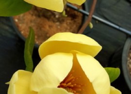 magnolia_honey_tulip