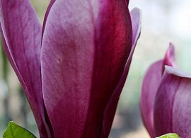 magnolia_liliiflora_nigra