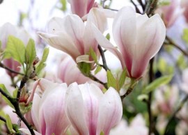 magnoliya-alba