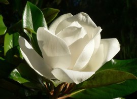 magnoliya-magnolia-jade-lamp-c3-60-80