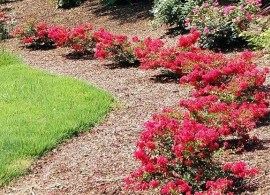 mini-crepe-myrtles-companion-planting-of-cherry-and-pink-knock-rose-miniature-crepe-myrtle-pruning-miniature-crepe-myrtle-varieties
