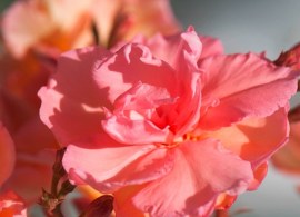 nerium_oleander_07_mrs_roeding_cmk