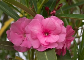 no-07-nerium-oleander-splendens-double-pink