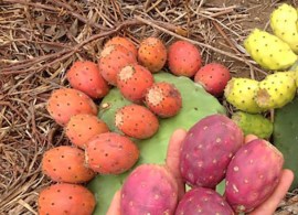 opuntia-fruit