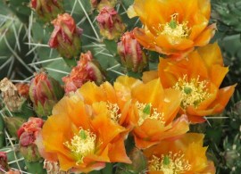 opuntia_brilliant_orange_800x