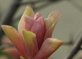 p3257152