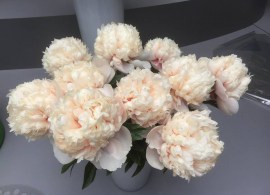 paeonia-colonel-owen-cousins-de-e_-vriend-en-plena-floración