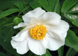 paeonia_emodi