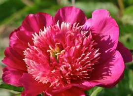 peony-cuckoos-nest