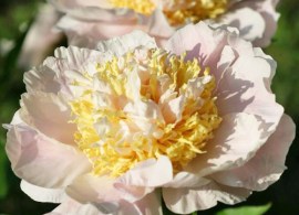 peony-glowing-candles