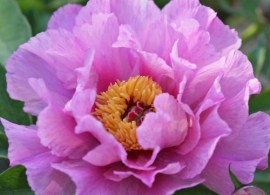 peony-sonoma-amethyst