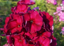 phlox-‘esmeralda‘-1