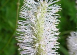 pimprenelle-alba-