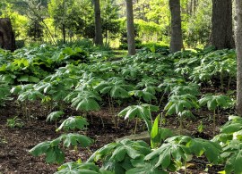 podophyllum-peltatum-mayapple-in-landscape-scaled