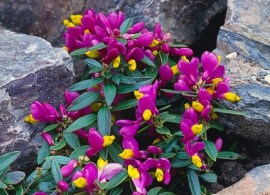 polygala-chamaebuxus-grandiflora-samplant-916