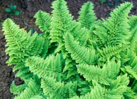 polystichum-setiferum-plumosum-densum-p4651-37030_zoom