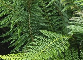 polystichum_setiferum_herrenhausen_hrm_q1-r2-850x850-proportionalsmallest