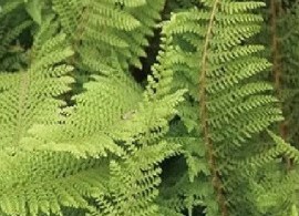 polystichum_setiferum_plumo-densum_0014258__207054