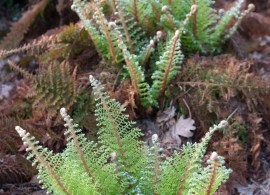polystichum_setiferum_plumosum_densum_hrm_q2-r2-850x850-proportionalsmallest