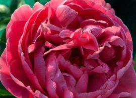 poppea_sabina-8559