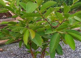 psidium-guajava