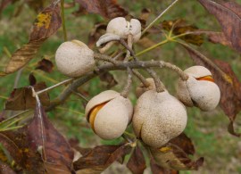 red-buckeye3-1024x768