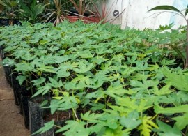 red_lady_papaya_f1_seedlings_1618902790_d4ad8cc5_progressive
