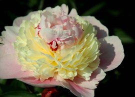 rhapsody_4