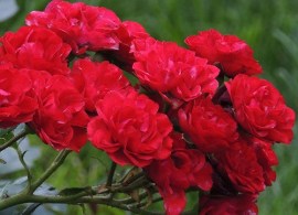 roza-pochvopokrovnaya-red-feyri_1